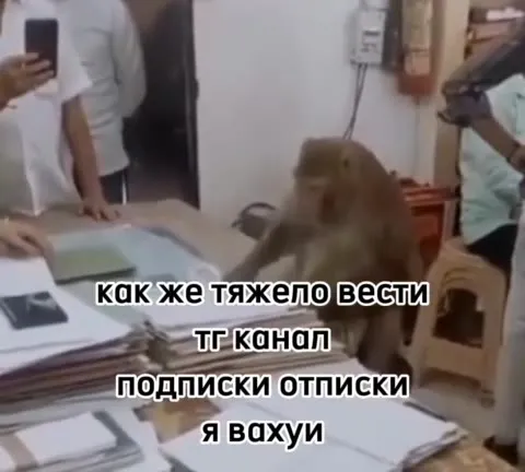 Обезьяна ведёт телеграм-канал