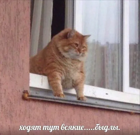 Кот смотрит на быдло