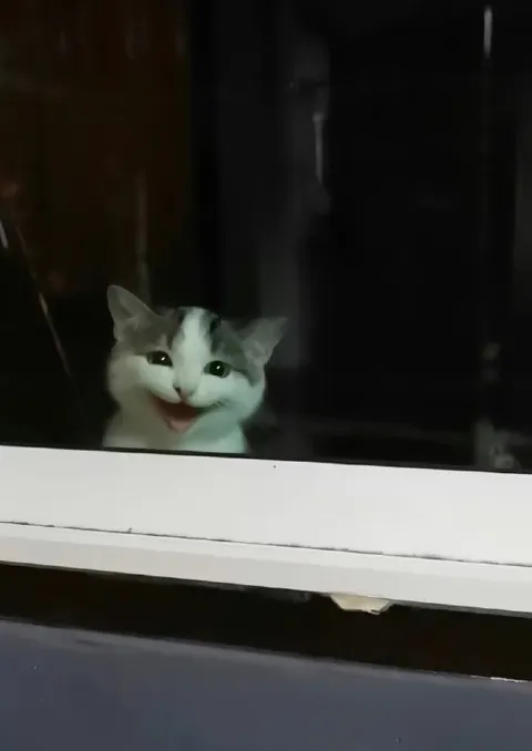 Кот улыбается в окне