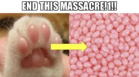 Cat Paw Jelly Bean Massacre