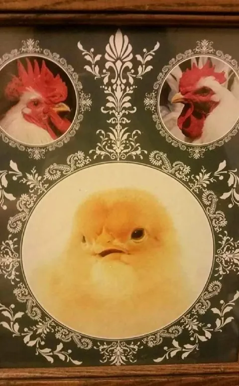 Цыплёнок между петухами