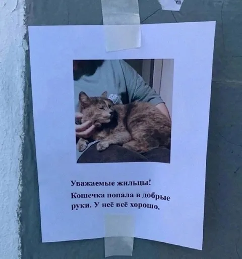 Кошечка попала в добрые руки