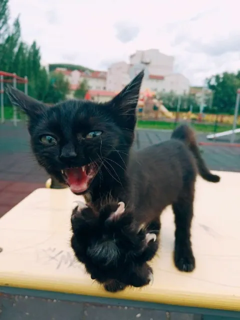 Чёрный котёнок нападает на друга