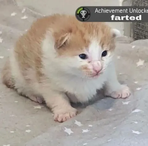 Kitten Achievement Unlocked