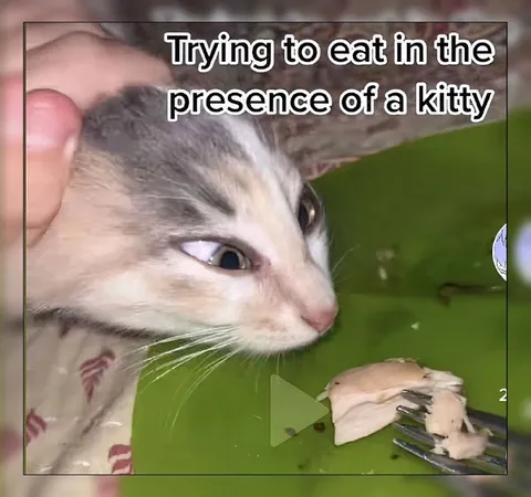 Trying to Eat Near a Kitty