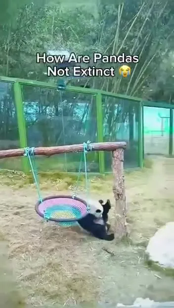 How Are Pandas Not Extinct