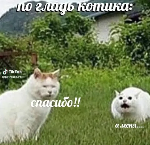 По глазу котика спасибо