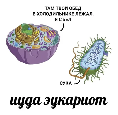 Эукариот съел обед прокариота