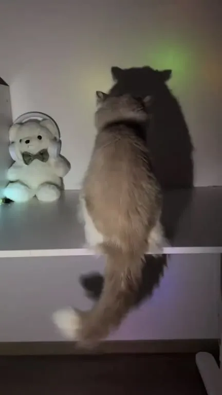 Кот танцует под ремикс