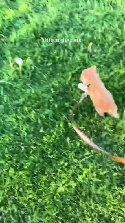 Kitty at the Park Won’t Walk