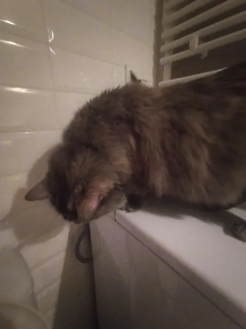 Кот свесился с батареи