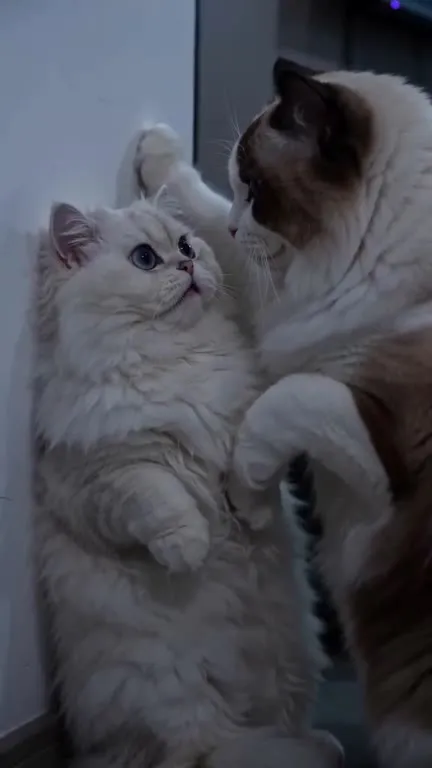 Please Don’t Do That Cat