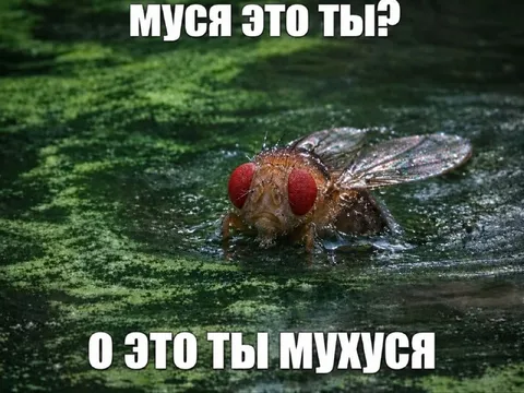 Муха это ты?