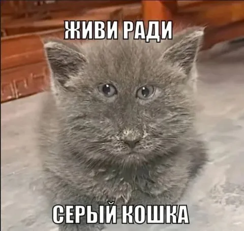 Живи ради серого кота