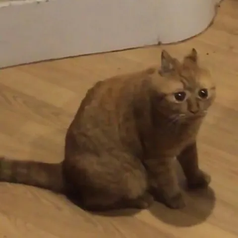 Грустный котик на полу