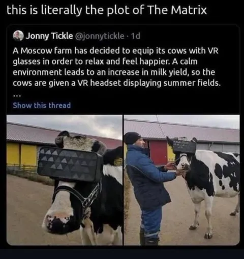 Cows Living in The Matrix