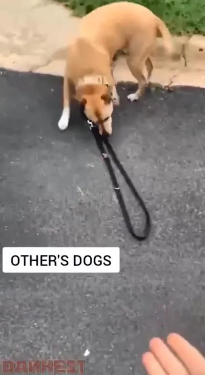 Other Dogs vs My Dog