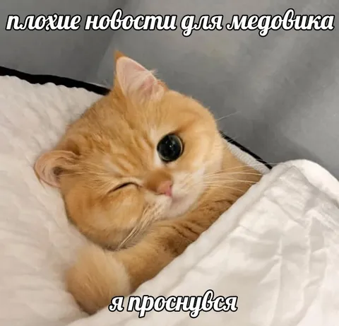 Кот просыпается после плохих новостей