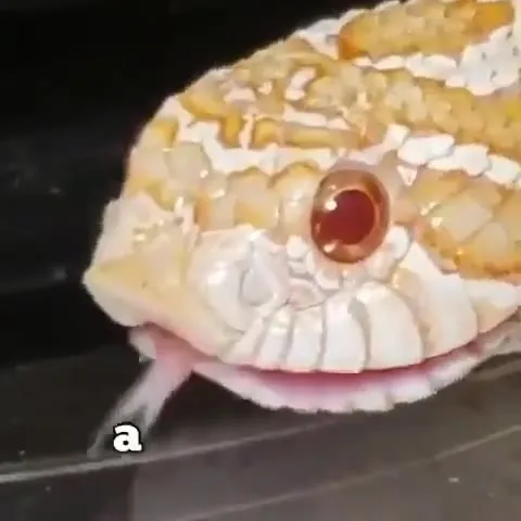 A Bunch of Snakes
