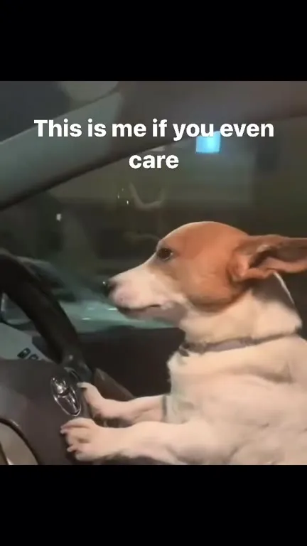 Dog Driving Like It Cares