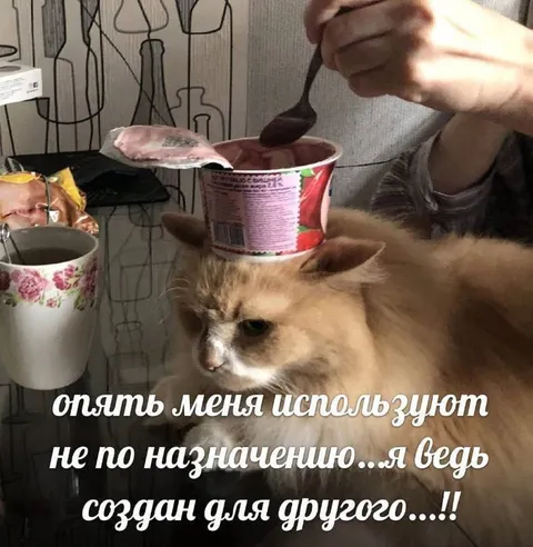 Кот опять используется не по назначению