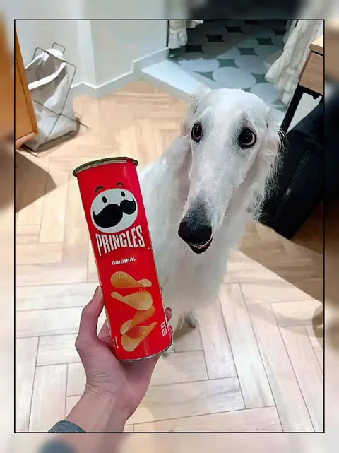 Borzoi Meets Pringles