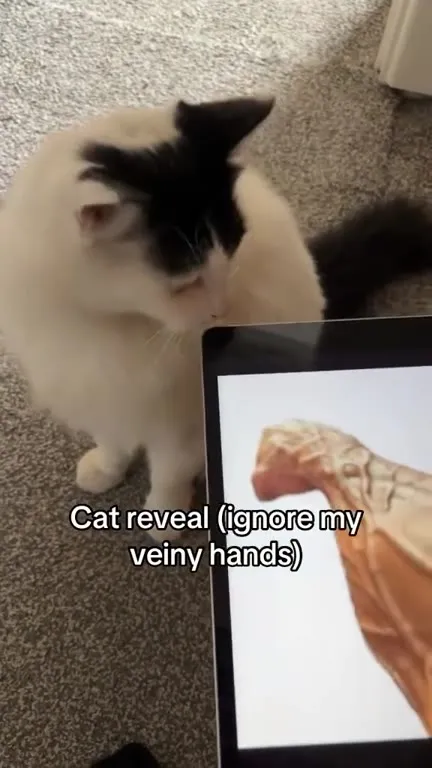 Cat Reveal and Veiny Hands