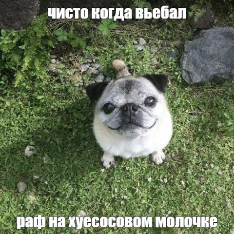 Когда въебал раф