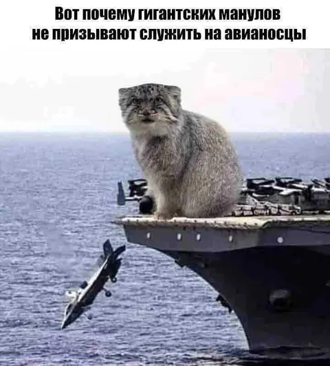 Гигантский манул на авианосце