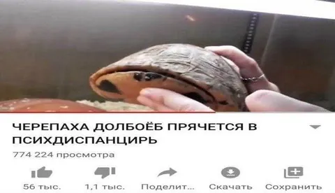 Черепаха-долбоёб в психдиспансире