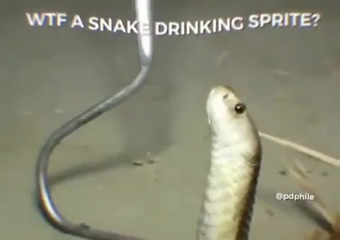 Snake Drinking Sprite