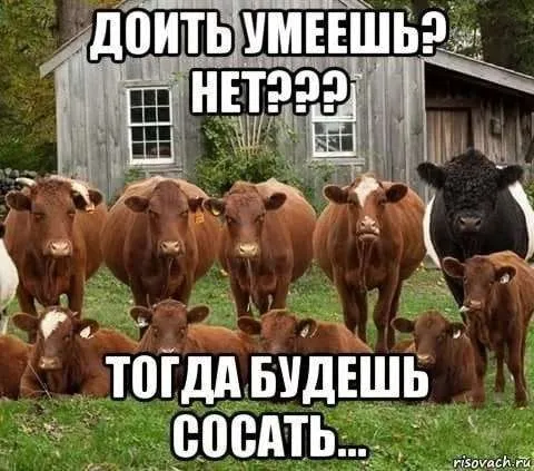 Доить умеешь?