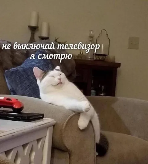 Кот смотрит телевизор
