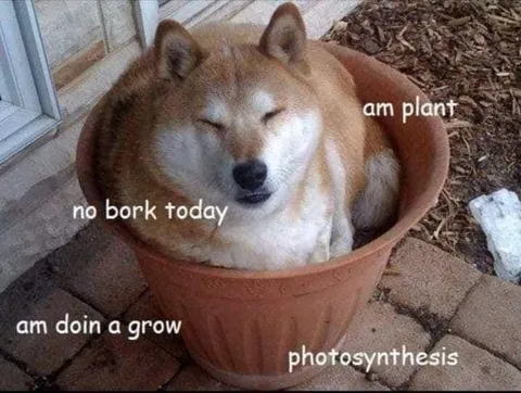Shiba Inu Plant Photosynthesis