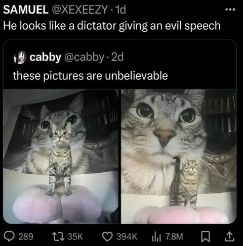 Cat Looks Like a Dictator