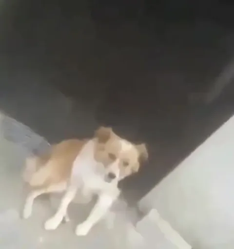Мальчик и подозрительный котёнок