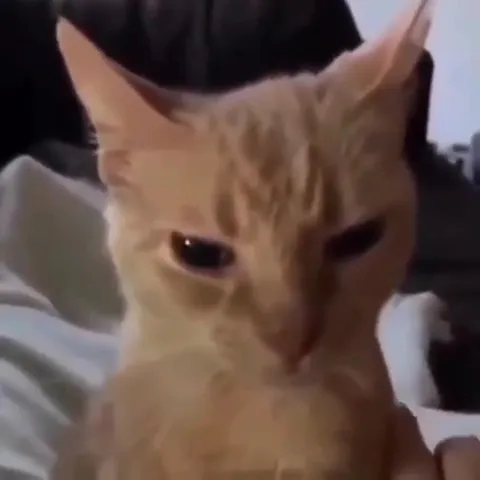 Gato entrando en modo Berserk