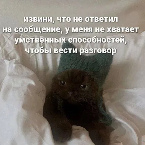 Кот не отвечает на сообщения