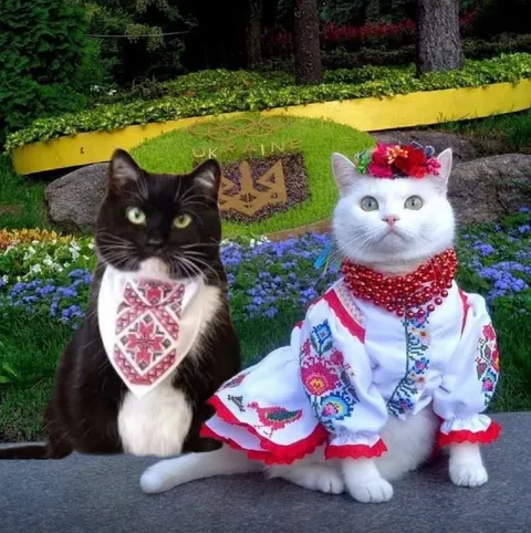 Cats Representing Ukraine