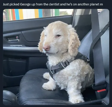 George After the Dentist