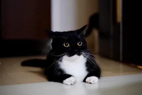 Удивлённый чёрно-белый кот