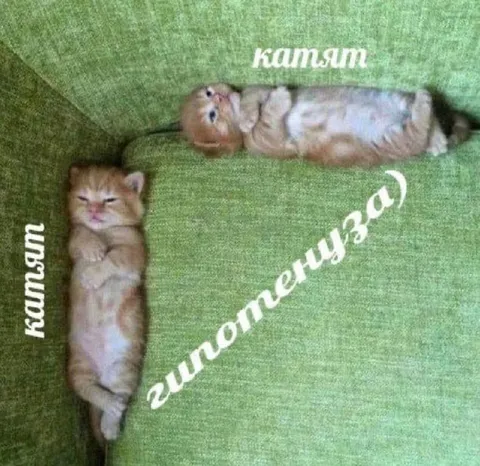 Котята лежат рядом