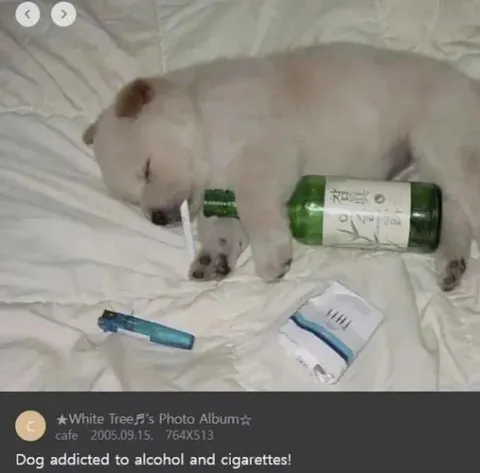 Dog Addicted to Alcohol and Cigarettes