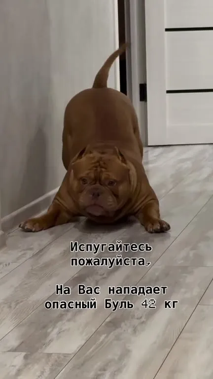 Опасный буль 42 кг
