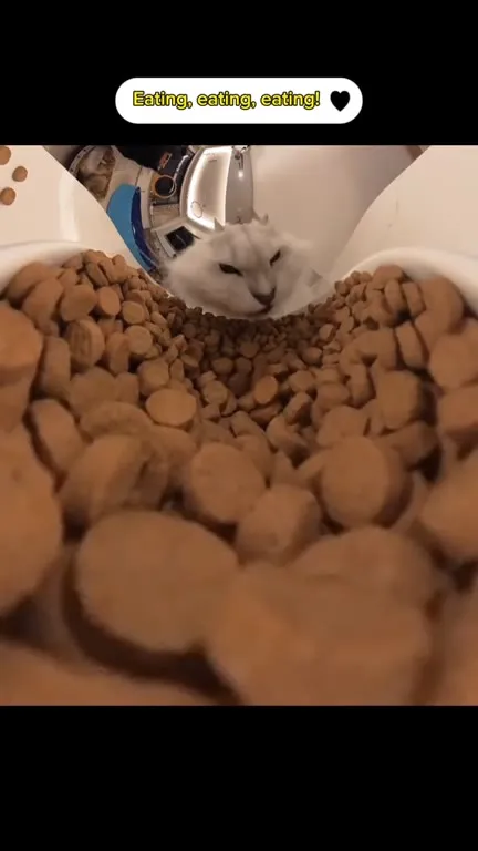 Cat Eating Endless Food