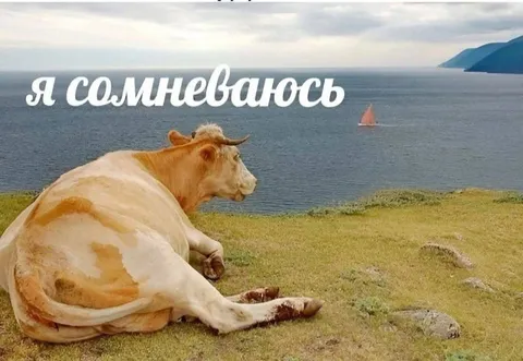 Корова сомневается у моря