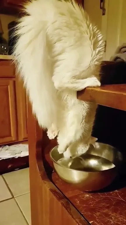 Кот вниз головой в миске