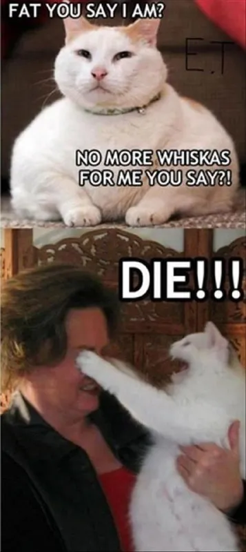 Fat Cat Says Die