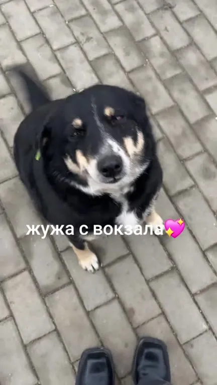 Жужа с вокзала ластится