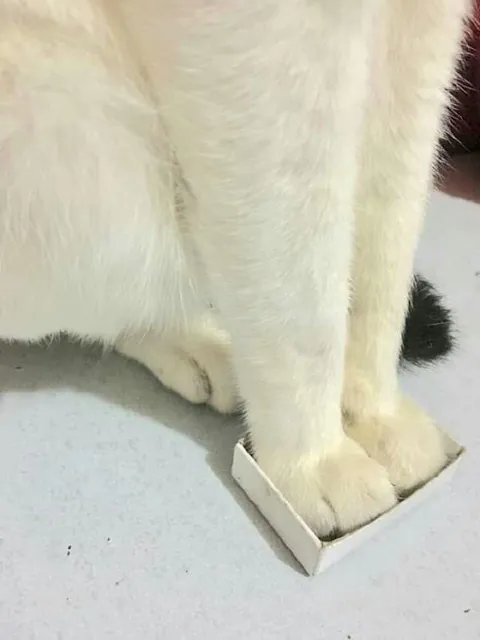 Кот поместился в коробку